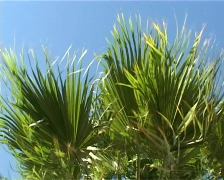 Palm leafs in the wind Stock Footage 314530