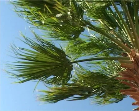 Palm leafs in the wind Stock Footage 321293