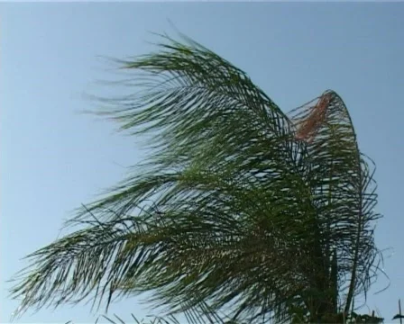 Palm leafs in the wind Stock Footage 321417