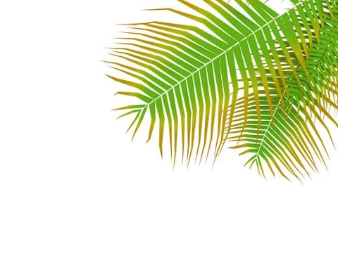 Palm leafy on white background Stock Illustration