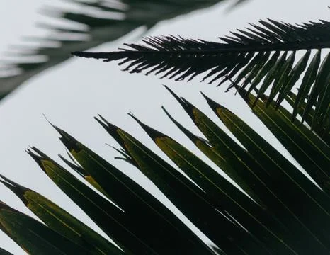 Palm Leave Pattern Close Up Stockfoto's