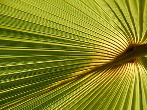 Palm leave Stock Photos