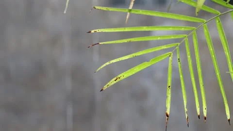 Palm Leave with the Rain Falling in the Background Stock Footage 278513128