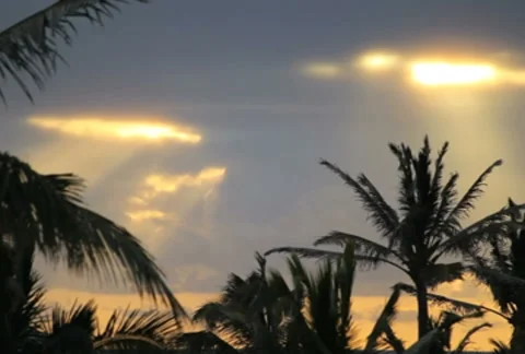 Palm Leaves 07 SD 스톡 동영상 8512841