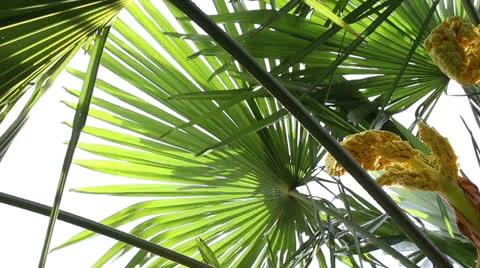 Palm leaves 1 Видео 25241053