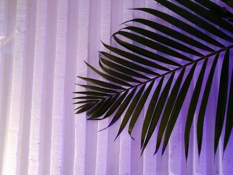 Palm Leaves 2 Foto stock