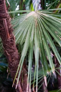Palm leaves from acoelorrapha arecaceae wrightii from south america Stock Photos