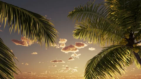 Palm leaves against the background of clouds at sunset. Stock-Footage 238749554