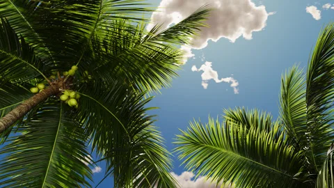 Palm leaves against the background of clouds. Stock Footage 280310341