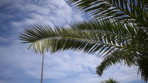 Palm leaves against the clouds Stock Footage 189646250