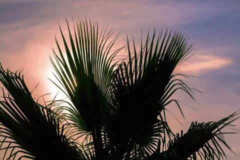 Palm leaves against the sunset Stock Photos