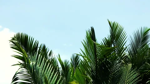 Palm leaves and blue sky background Stock Footage 197463545