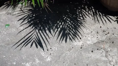 Palm leaves and the shadows Stock Footage 287533465