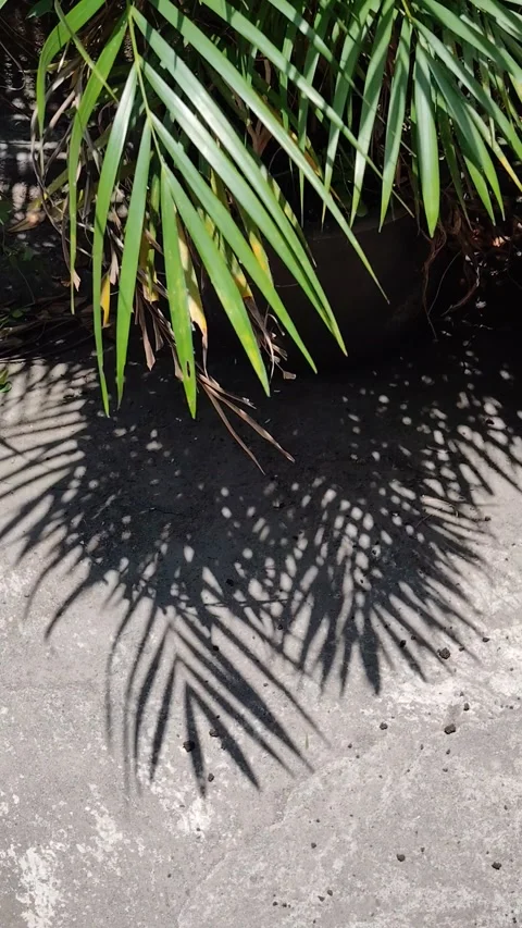 Palm leaves and the shadows Stock Footage 287533473