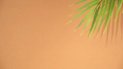 Palm leaves and their shadow on an orange background. Summer concept. Stock Footage 241480353