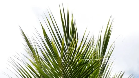 Palm leaves and wind Stock Footage 99117465
