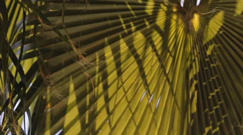 The palm leaves on the background of blue sky Stock Footage 42821774