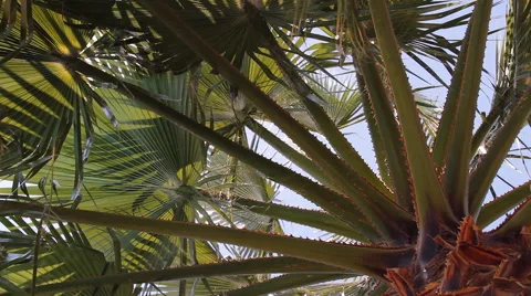 The palm leaves on the background of blue sky Stock Footage 42880205