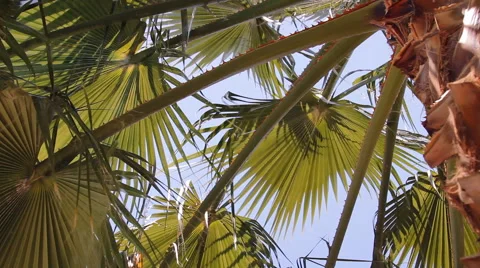 The palm leaves on the background of blue sky Stock Footage 42880342