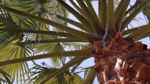 The palm leaves on the background of blue sky Stock Footage 42880404