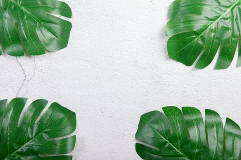 Palm leaves background concept Stock Photos