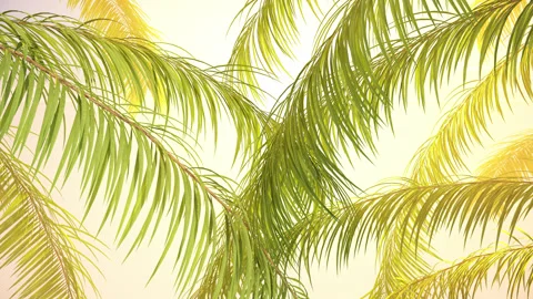 Palm Leaves Background Video stock 249089195