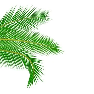 Palm leaves background. Illustrazione stock