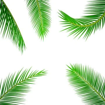 Palm leaves background. 스톡 일러스트
