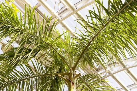 Palm leaves on the background of panoramic windows in the winter garden Stock Photos