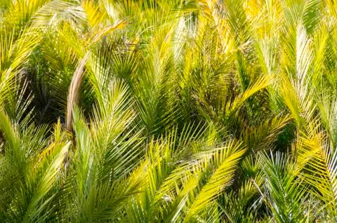 Palm leaves background Stock Photos
