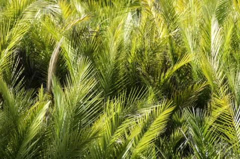 Palm leaves background Stock Photos