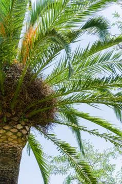 Palm leaves background Stock Photos