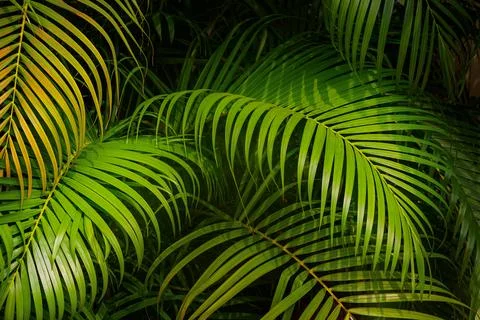 Palm leaves background Stock Photos