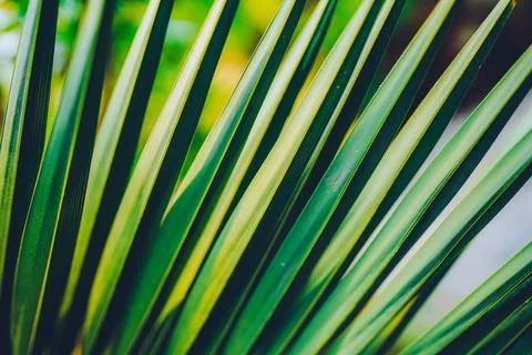 Palm leaves background Stock Photos