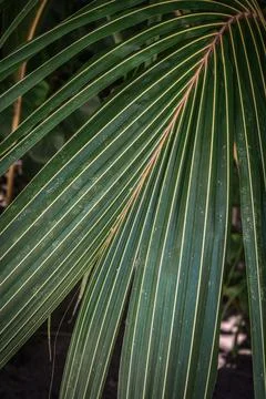 Palm leaves background Stock Photos