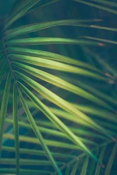 Palm Leaves Background Stock Photos