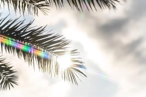 Palm leaves on the background of the sky and the sun Stock Photos