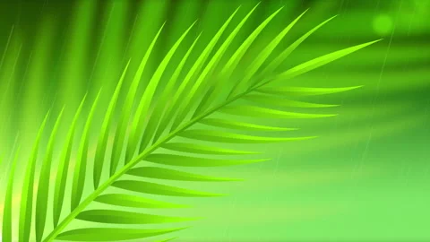Palm Leaves   BG Stock Footage 175934581