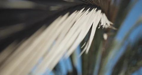 Palm leaves blowing Video stock 93766540