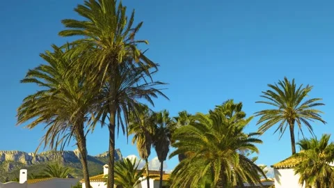 Palm leaves blowing in the wind Stock Footage 139563180