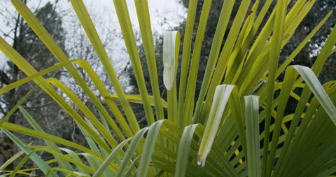 Palm Leaves Blowing In The Wind Stock Footage 151803119