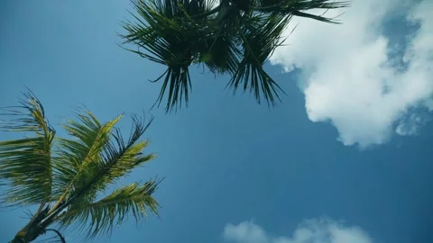 Palm leaves blowing in the wind. Stock Footage 240718548