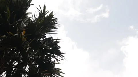 Palm leaves blowing in the wind Stock Footage 319385393