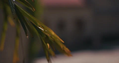 Palm Leaves with Blurred Background Stock Footage 335347491
