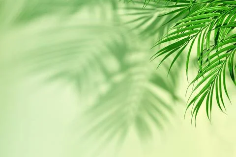 Palm leaves casting shadows on light green background Foto stock