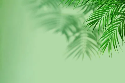 Palm leaves casting shadows on light green background Foto stock