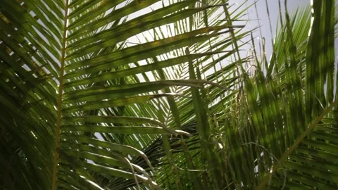Palm leaves close-up against the sun, tropical background. Stock Footage 330404660