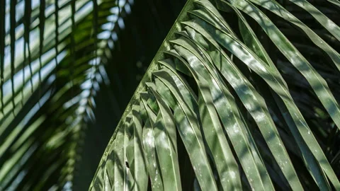 Palm leaves close-up. Stock Footage 86367160