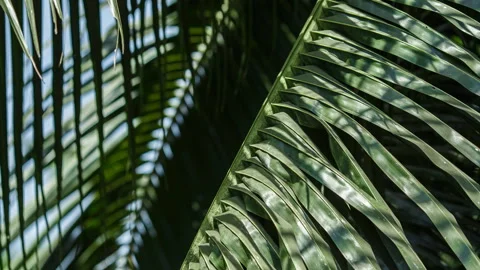 Palm leaves close-up. Stock Footage 86367279