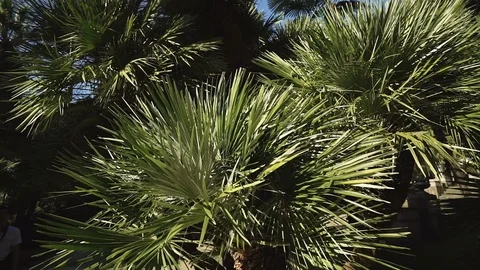A palm leaves in a close-up. 库存影片 113886813